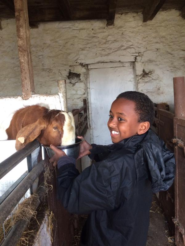 Boy feeding goat  - Treginnis.jpg